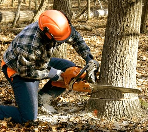 Tree Removal in Hillman, MN